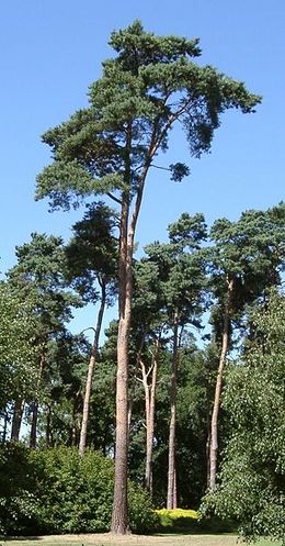 Vanlig furu (Pinus sylvestris)