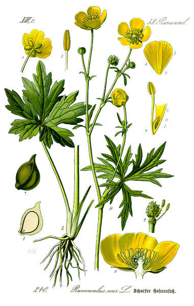 Fil:Illustration Ranunculus acris0 clean.jpg