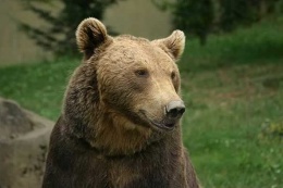 Pyreneisk brunbjørn (Ursus arctos pyrenaicus)