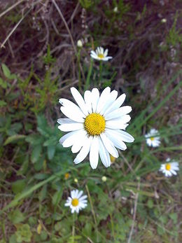 Prestekrage, Leucanthemum vulgare