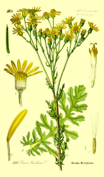 Fil:Illustration Senecio jacobaea0.jpg