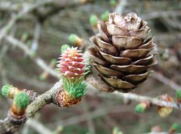 Lerk med nåleskudd, blomst og årsgammel kongle