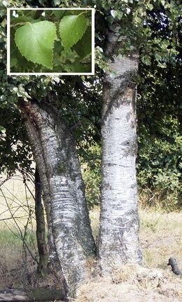 Vanlig bjørk (Betula pubescens)