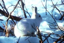 Polarhare, Lepus arcticus