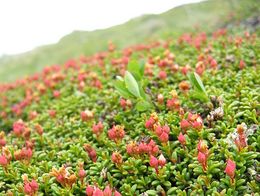 Loiseleuria procumbens