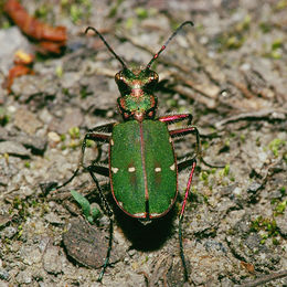 Grønn sandjeger (Cicindela campestris)