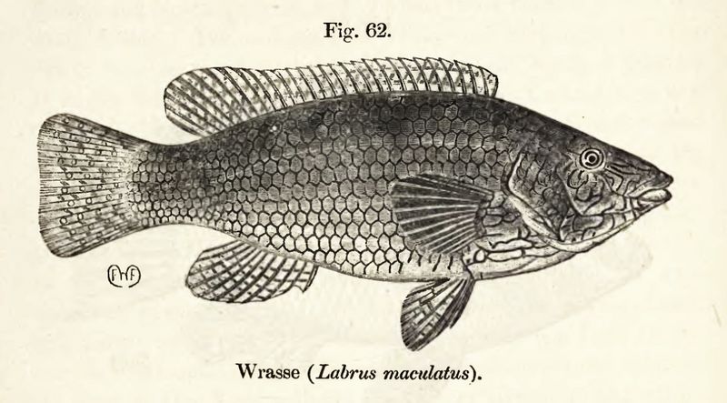 Fil:LabrusMaculatus.jpg