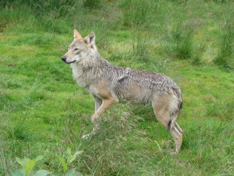 Fil:Canis lupus-Wolf-Polar Zoo Norway-Bardu.jpg