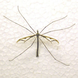 Den store arten Pedicia rivosa, (Pediciidae)