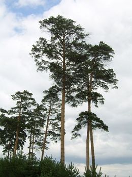 Pinus syluestriformis