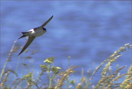 taksvale (Delichon urbica)