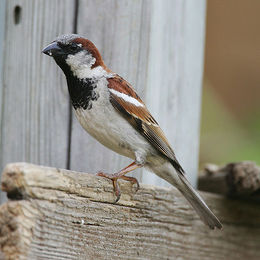 Gråspurv, Passer domesticus