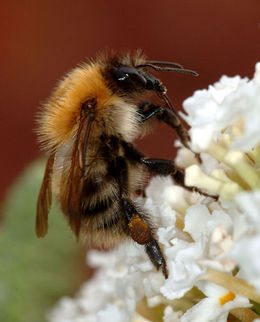 Humle (med pollenkurv med pollen på bakfoten). Bildet viser en åkerhumle (Bombus pascuorum).