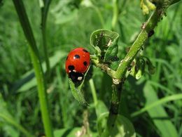 Marihøne (Coccinellidae)